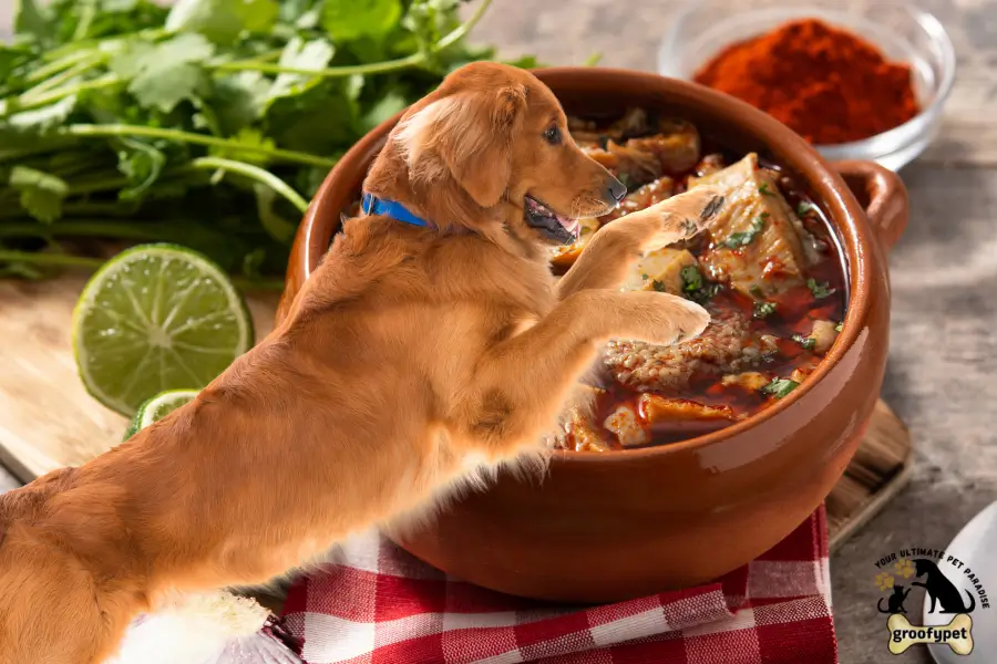can dogs eat menudo