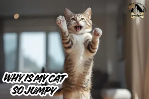 why is my cat so jumpy