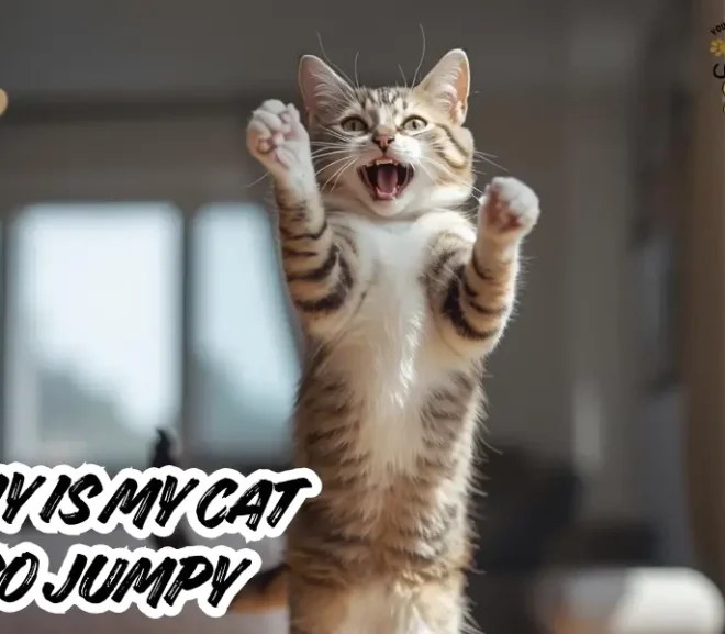 Why Is My Cat So Jumpy? A Caring Guide To Help Your Nervous Cat Feel Safe!