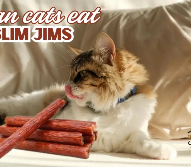 Can Cats Eat Slim Jims? A 2026 Guide for Worried Cat Owners!