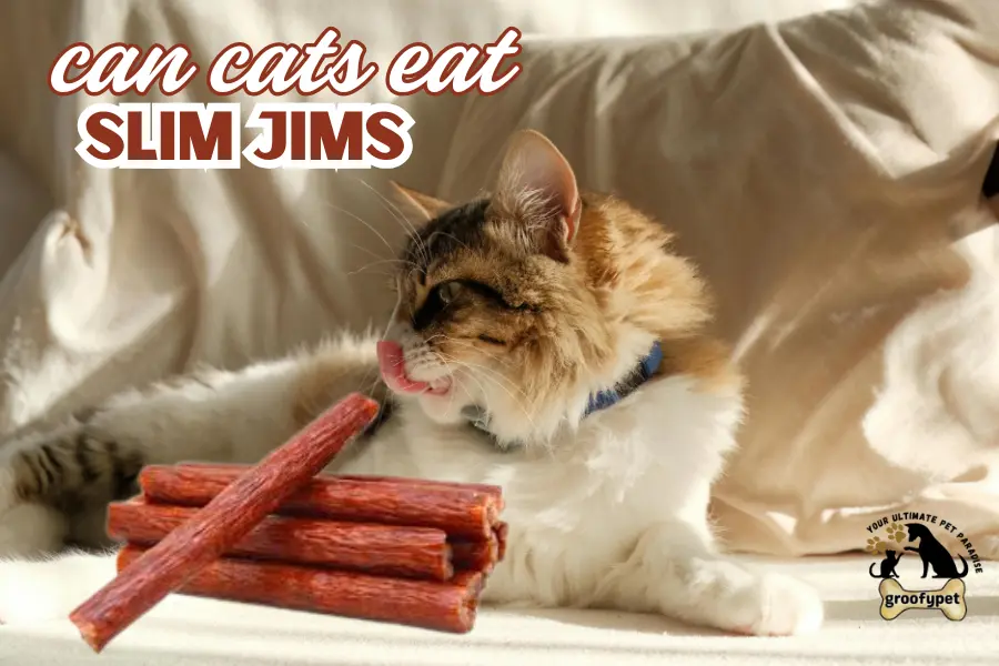 can cats eat slim jims