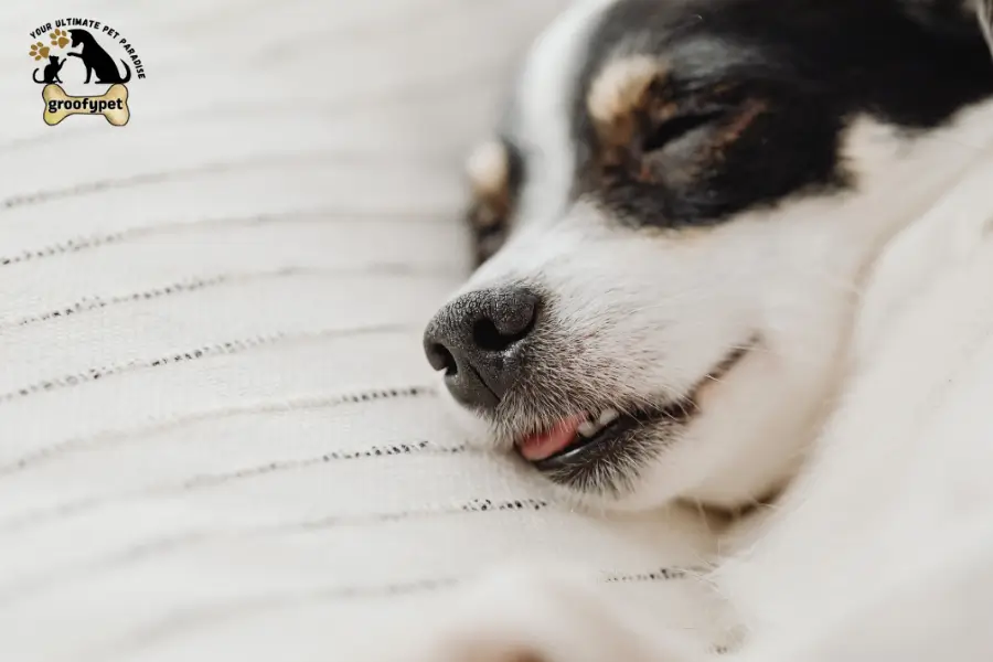 why do dogs have black lips