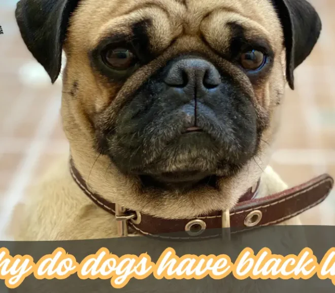 Why Do Dogs Have Black Lips?A Caring 2026 Guide for Loving Owners!