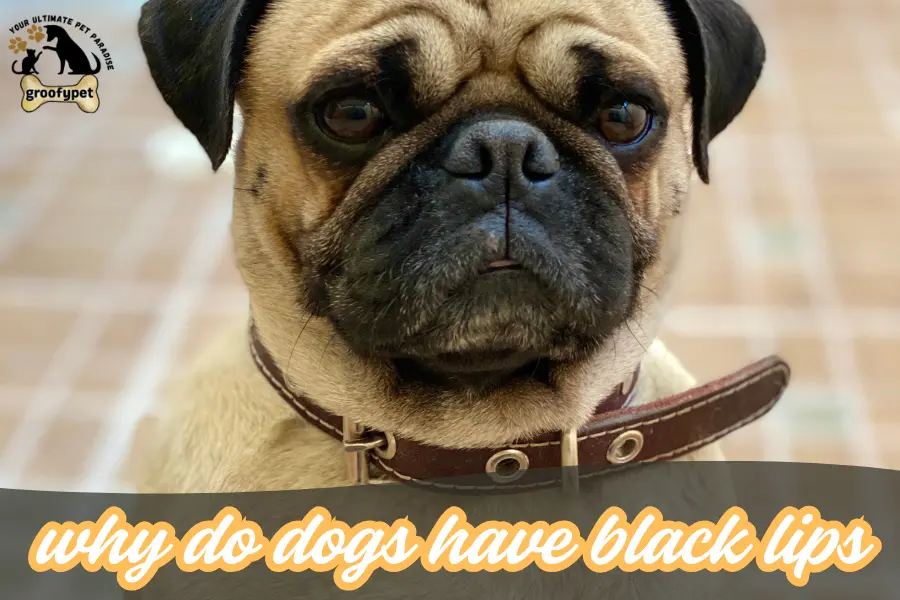why do dogs have black lips