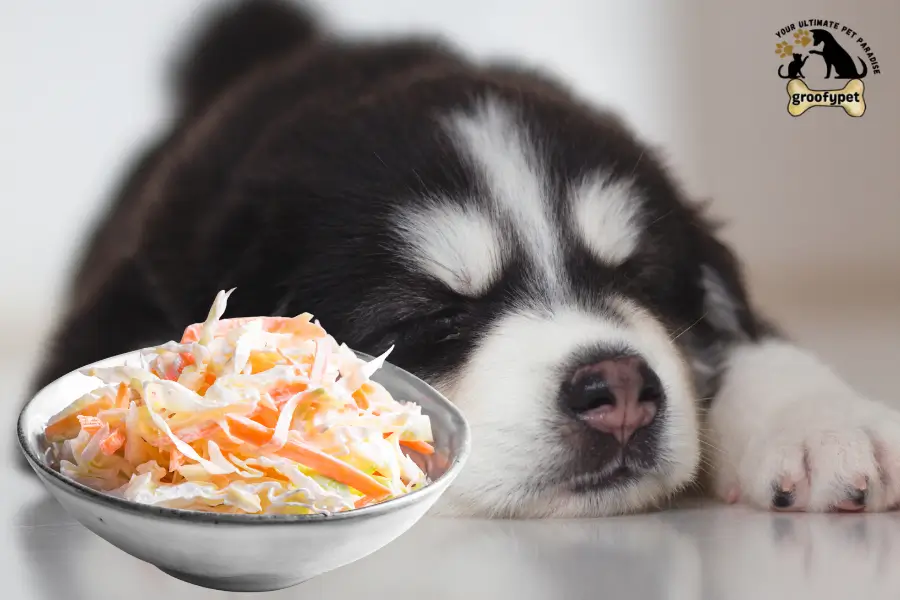 can dogs eat coleslaw