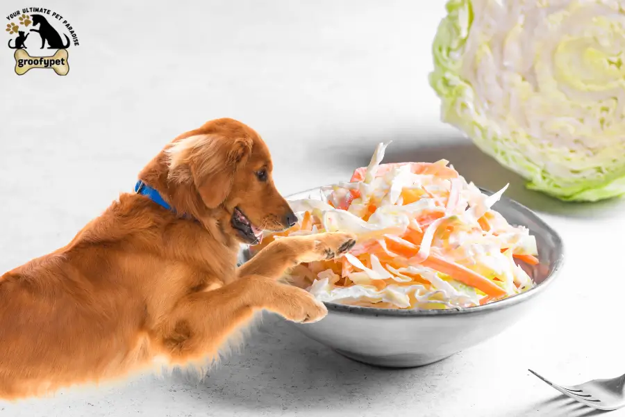 can dogs eat coleslaw