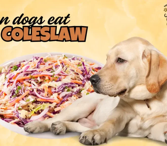 Can Dogs Eat Coleslaw? A Caring 2026 Guide Every Dog Parent Must Read!