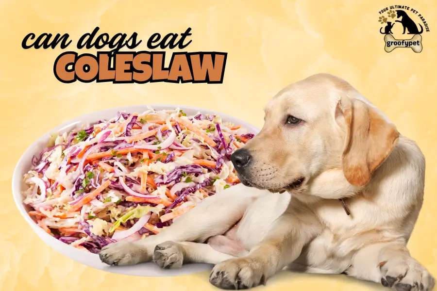 can dogs eat coleslaw