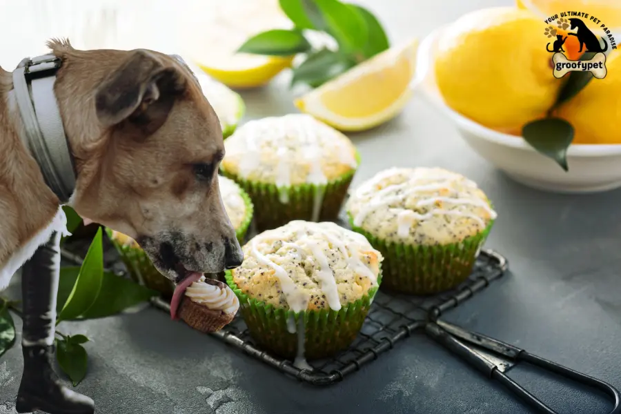 can dogs eat poppy seed muffins