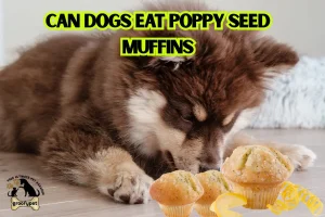 can dogs eat poppy seed muffins
