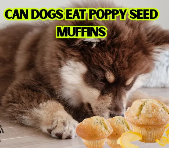 Can Dogs Eat Poppy Seed Muffins? A 2026 Guide to Protect Your Furry Friend!
