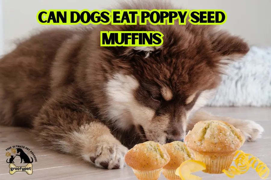 can dogs eat poppy seed muffins