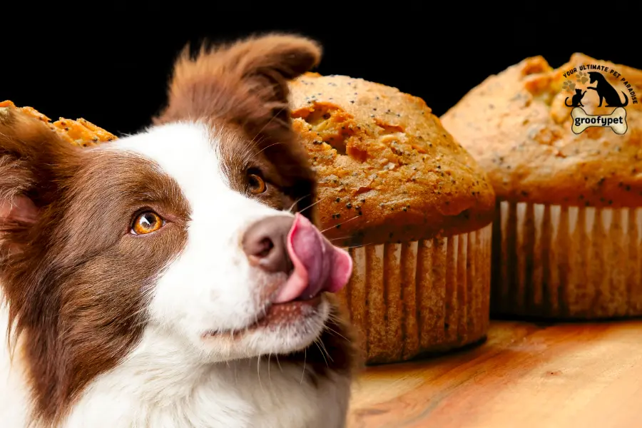 can dogs eat poppy seed muffins