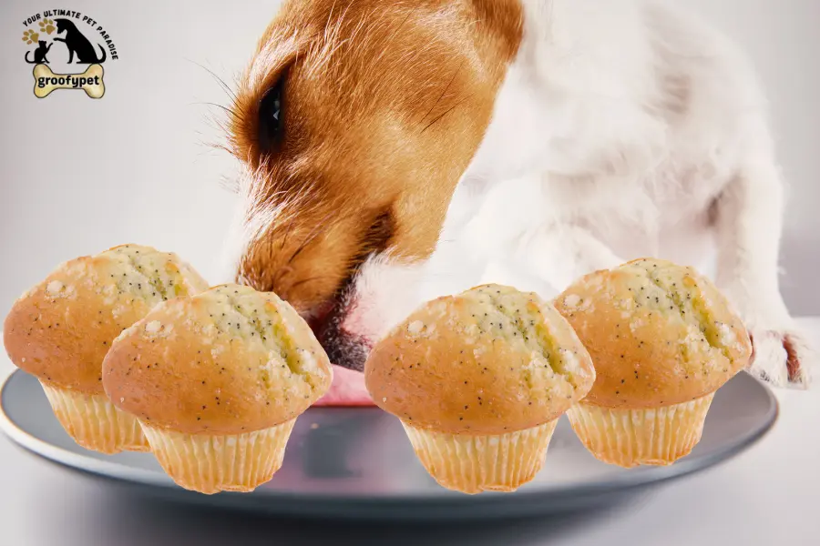 can dogs eat poppy seed muffins
