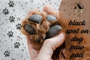 black spot on dog paw pad