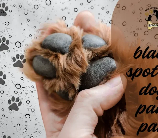 Black Spot on Dog Paw Pads: Causes, Symptoms and Treatment
