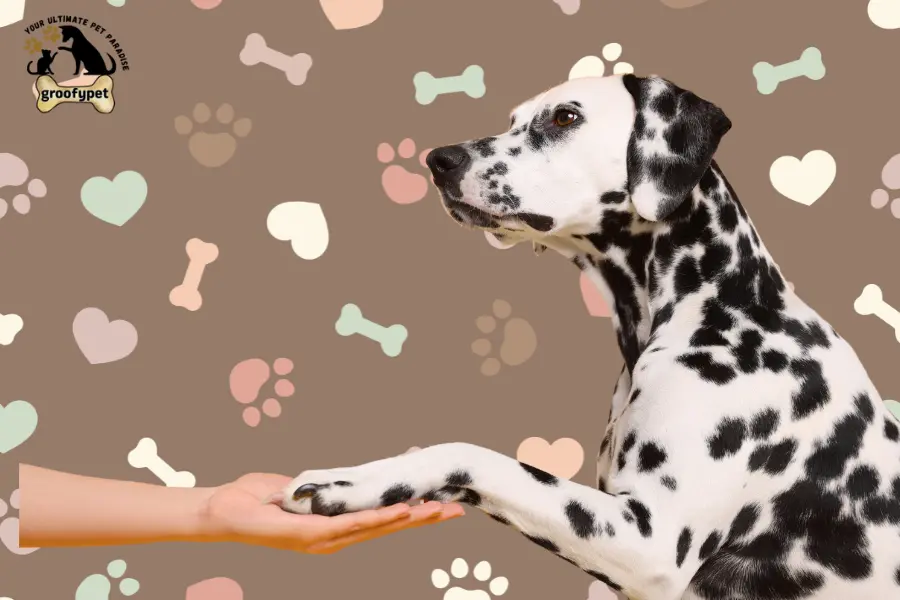 black spot on dog paw pad