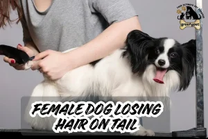 female dog losing hair on tail