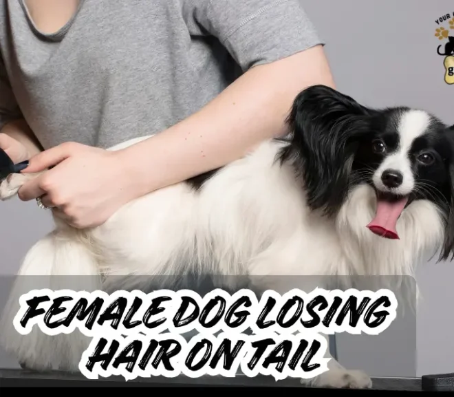 Female Dog losing Hair On Tail? Causes and Fixes!