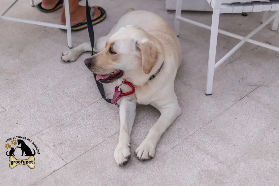 dogs front leg shaking when sitting