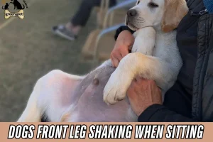 dogs front leg shaking when sitting