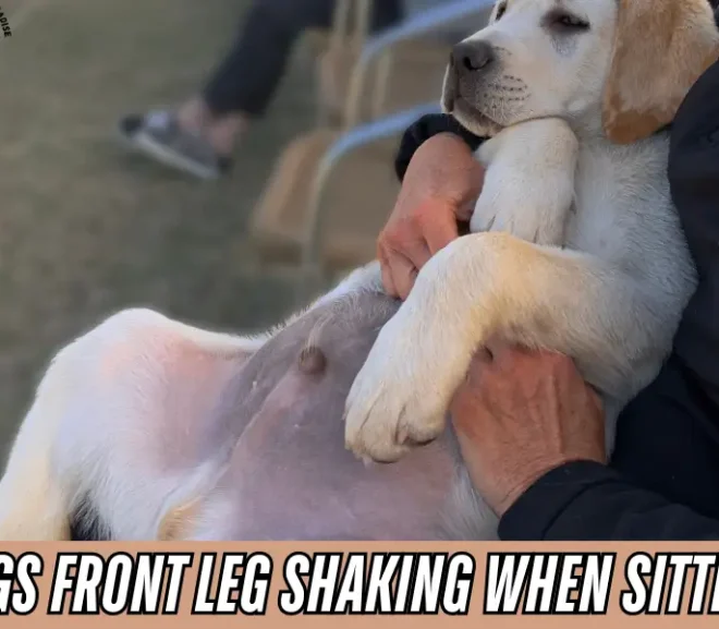 16 Real Reasons For Dogs Front Leg Shaking When Sitting!