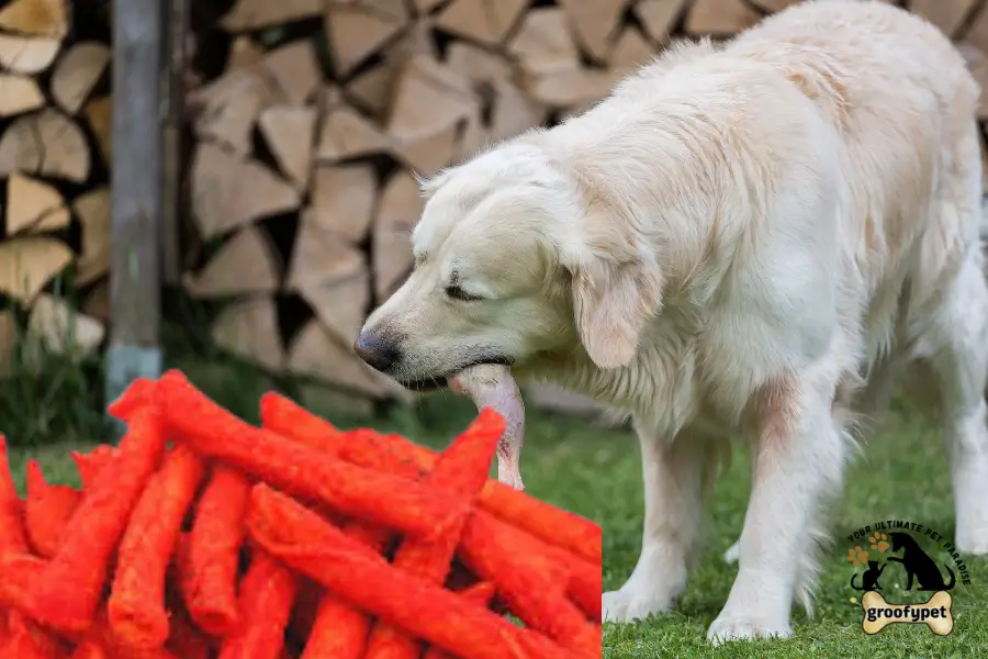can dogs eat takis