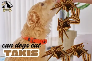 can dogs eat takis