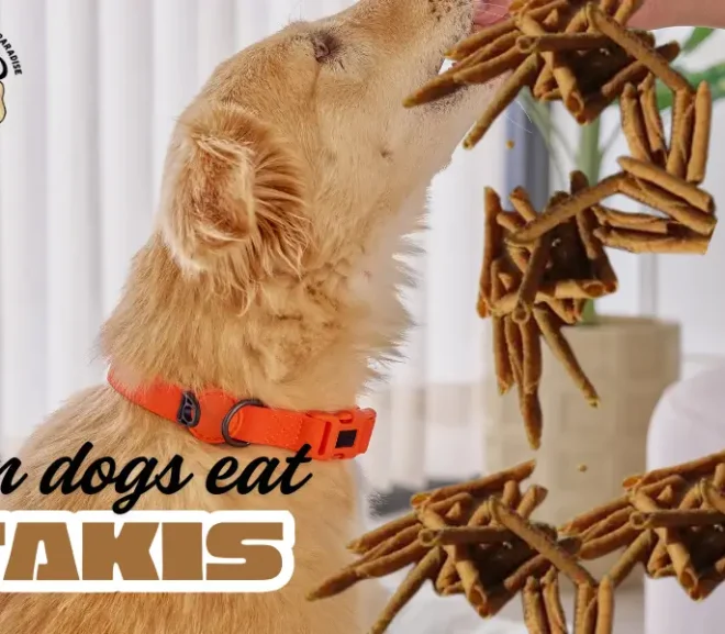 Can Dogs Eat Takis? Hidden Dangers and Healthy Treat Options!