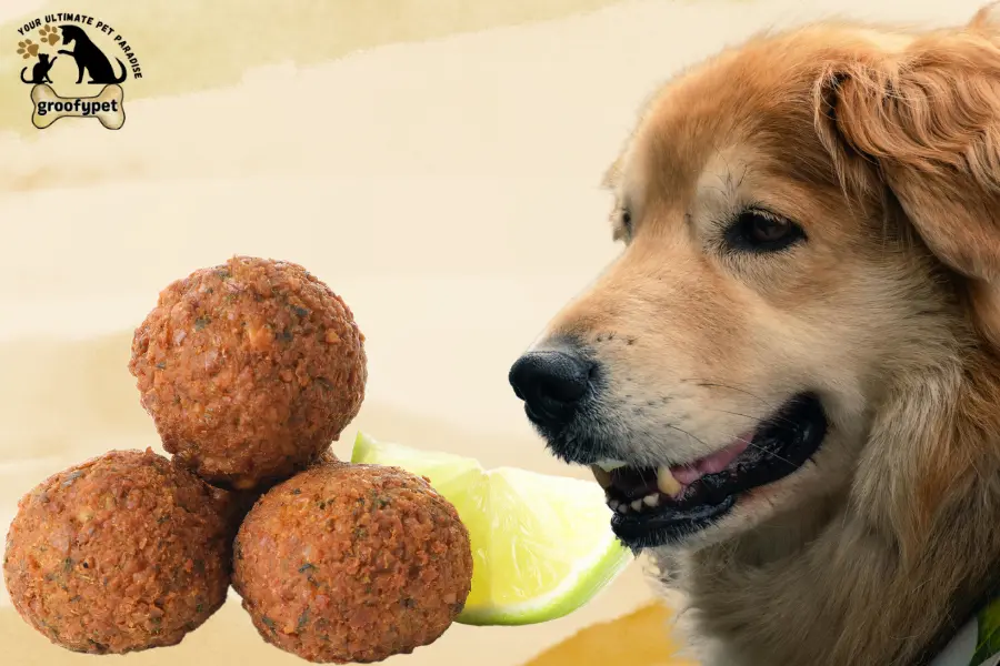 can dogs eat falafel