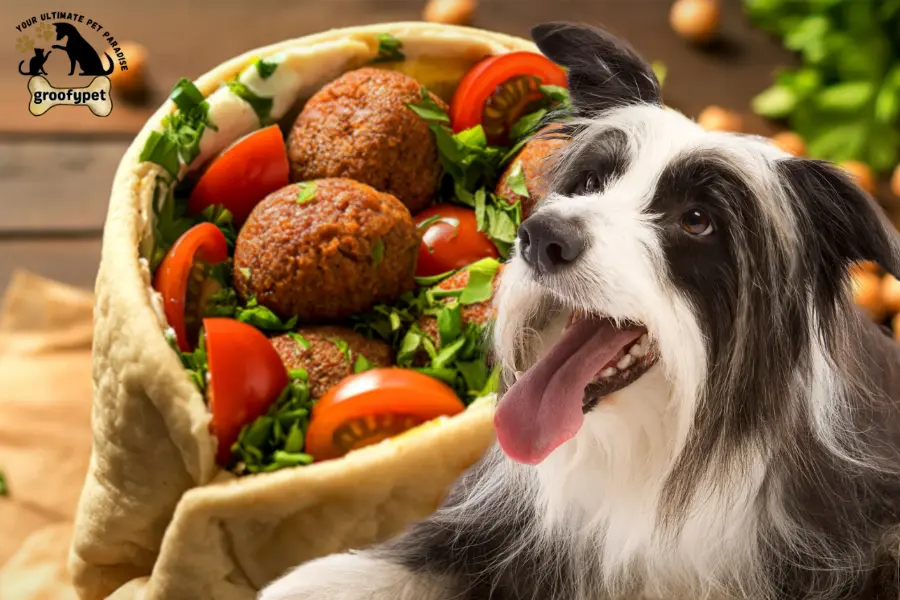 can dogs eat falafel