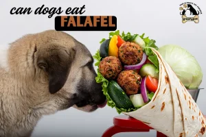 can dogs eat falafel