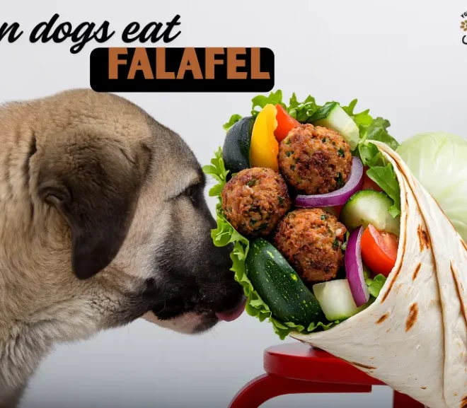 Can Dogs Eat Falafel? A Safety Guide for pet parents!