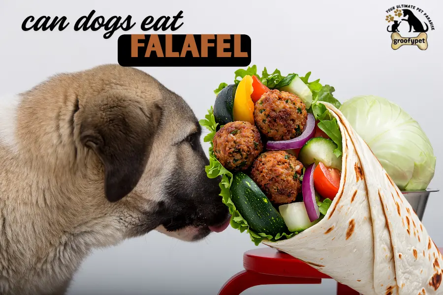 can dogs eat falafel