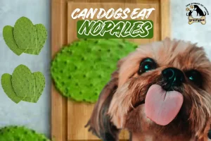 can dogs eat nopales
