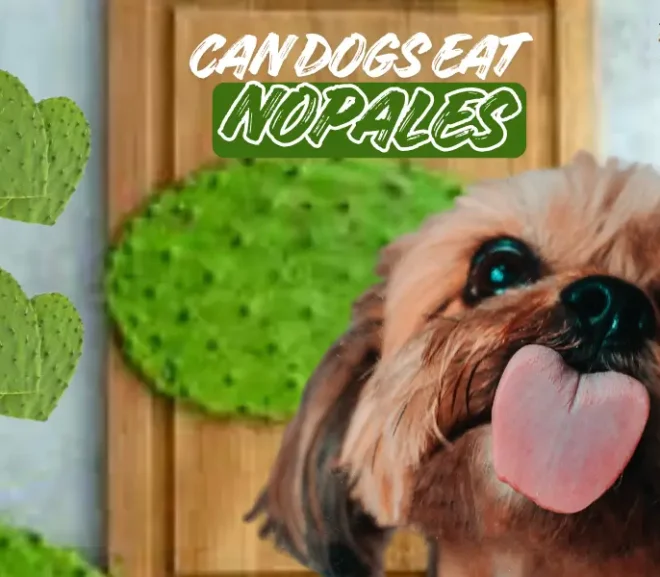 Can Dogs Eat Nopales? Safe or Risky for Your Pup!