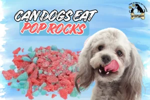 can dogs eat pop rocks