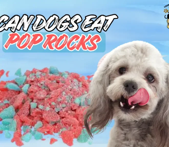 Can Dogs Eat Pop Rocks? Risks and Safety Tips!