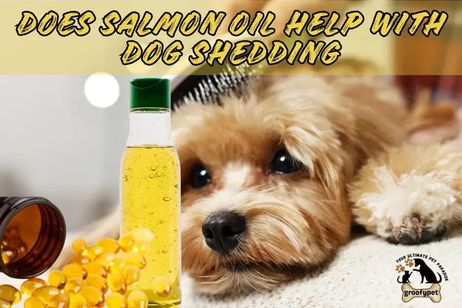 does salmon oil help with shedding