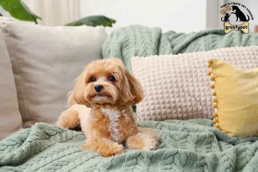 how to treat dog skin infection at home naturally