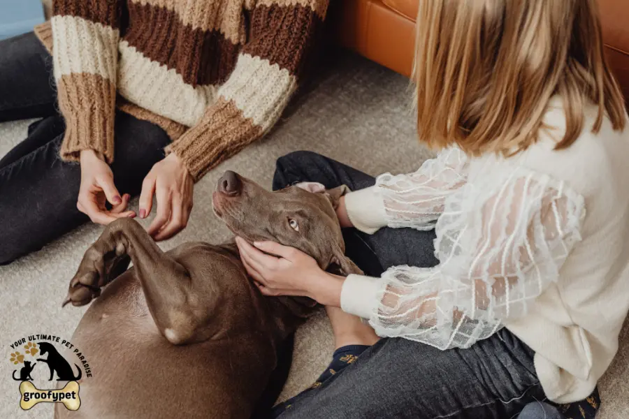 how to treat dog skin infection at home naturally