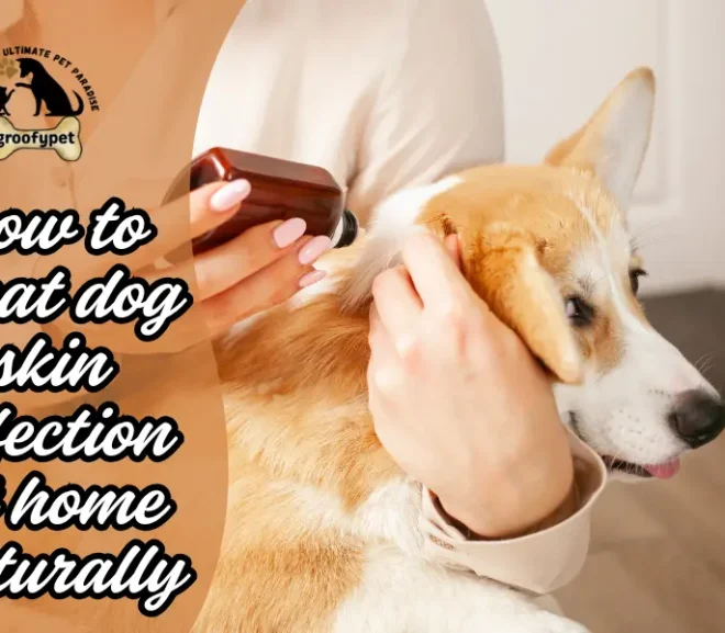 How To Treat Dog Skin Infection At Home Naturally With Safe Steps!