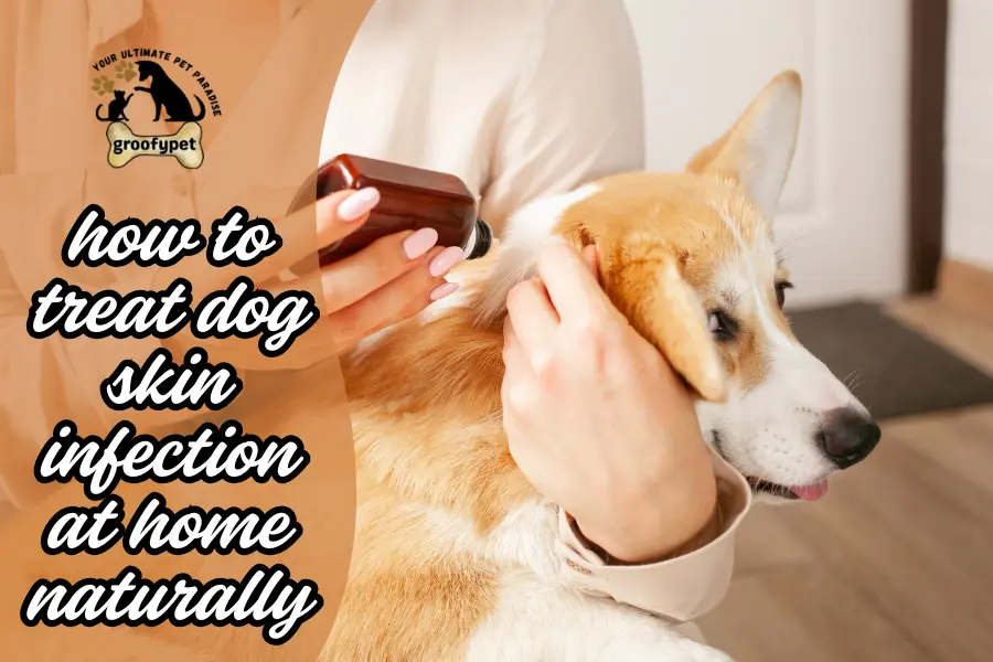 how to treat dog skin infection at home naturally