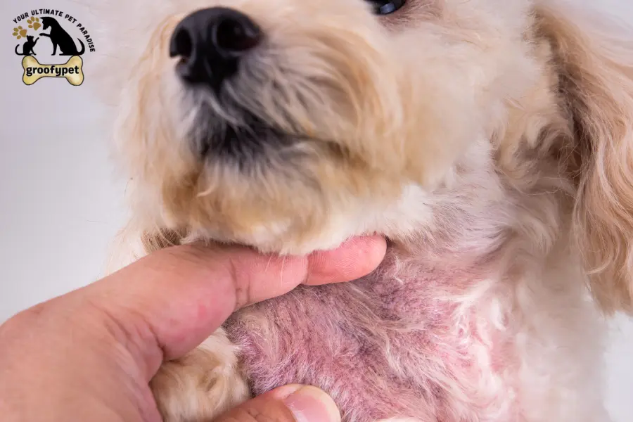 how to treat dog skin infection at home naturally