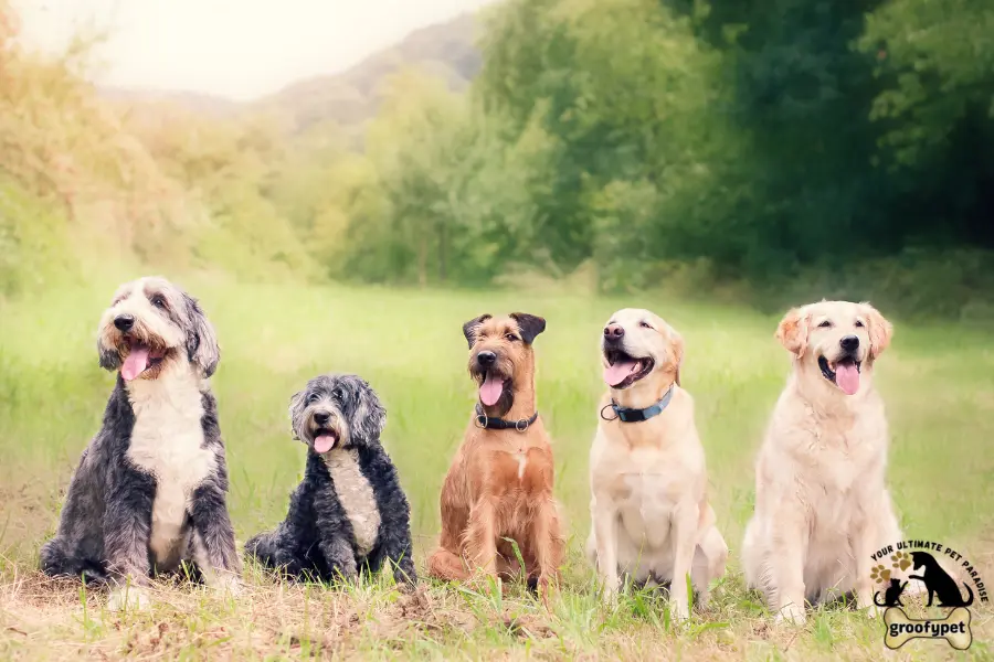 dog dementia life expectancy stages