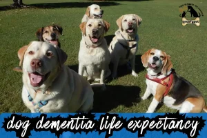 dog dementia life expectancy stages