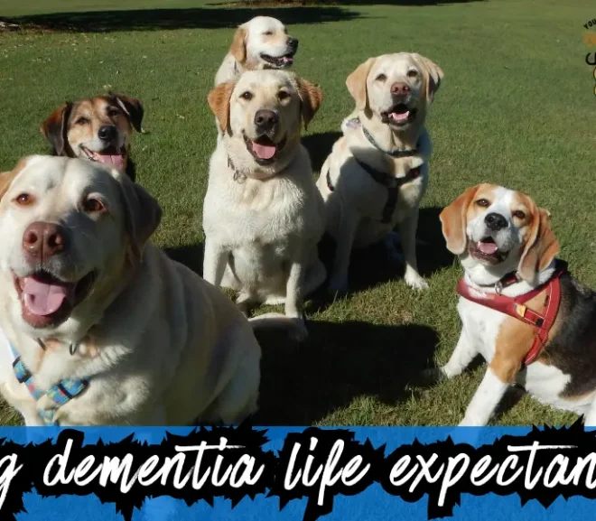 Dog Dementia Life Expectancy Stages Explained for Dog Owners!