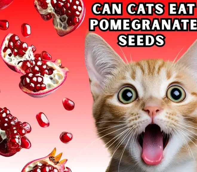 Can Cats Eat Pomegranate Seeds? The Ultimate Guide to Pet Safety!