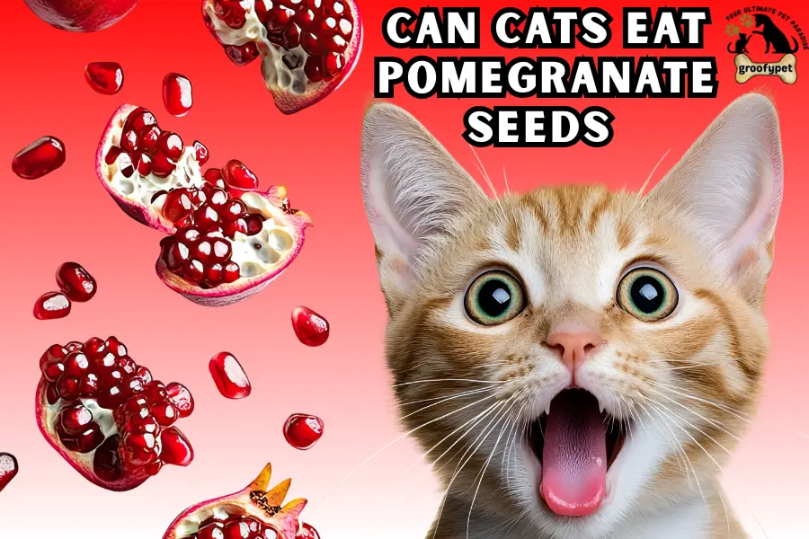 can cats eat pomegranate seeds