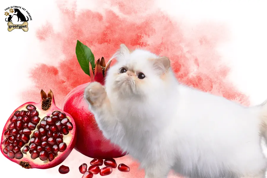can cats eat pomegranate seeds